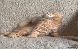 Ragdoll cats for sale: Gorgeous Kittens Available  - Image 6