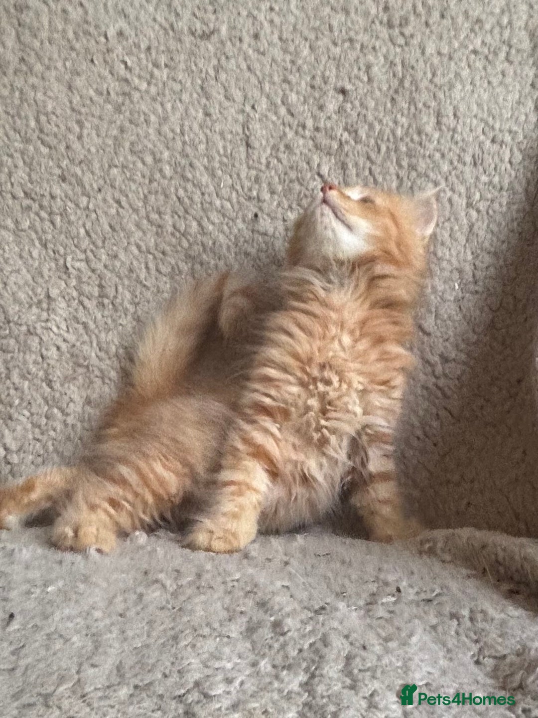 Ragdoll cats for sale: Gorgeous Kittens Available  - Image 6