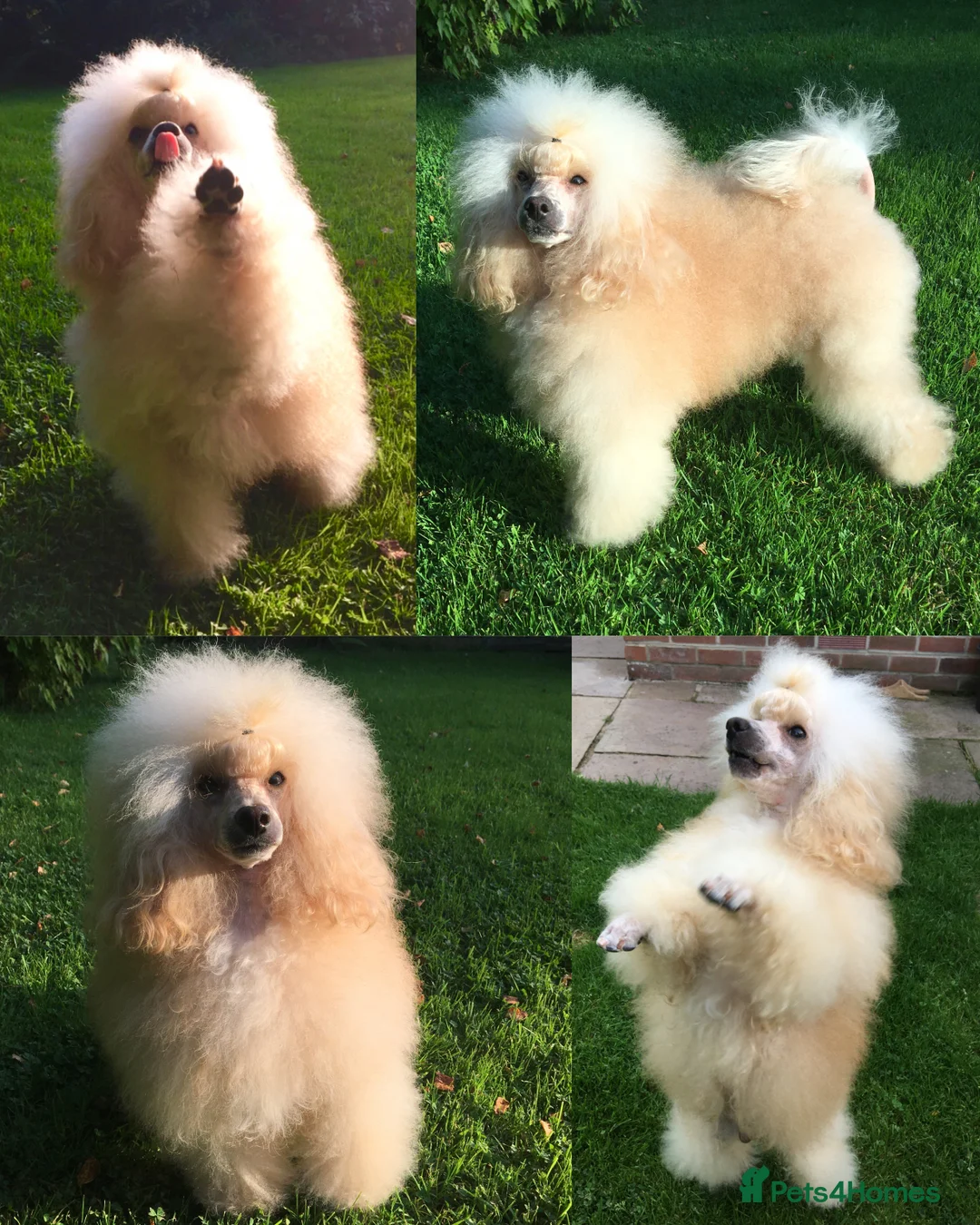 Toy Poodle dogs for stud: Champion Line KC Apricot Toy Poodle Stud in Ringwood - Advert 2