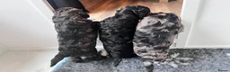 Cockapoo dogs for sale: STUNNING TOY COCKAPOOS  in Withernsea - Advert 9
