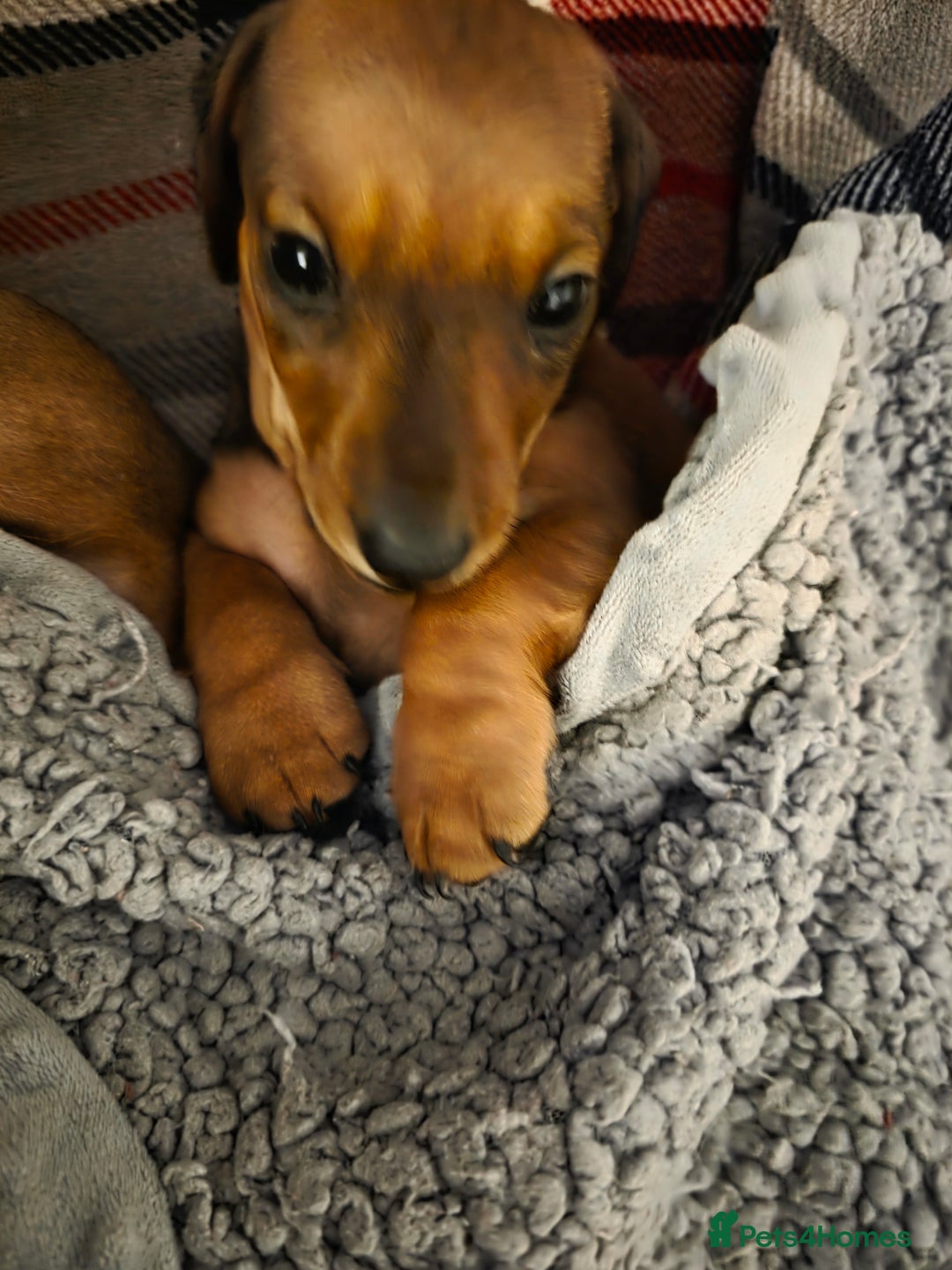 Miniature Dachshund dogs for sale: Miniture dashaunds  - Advert 15