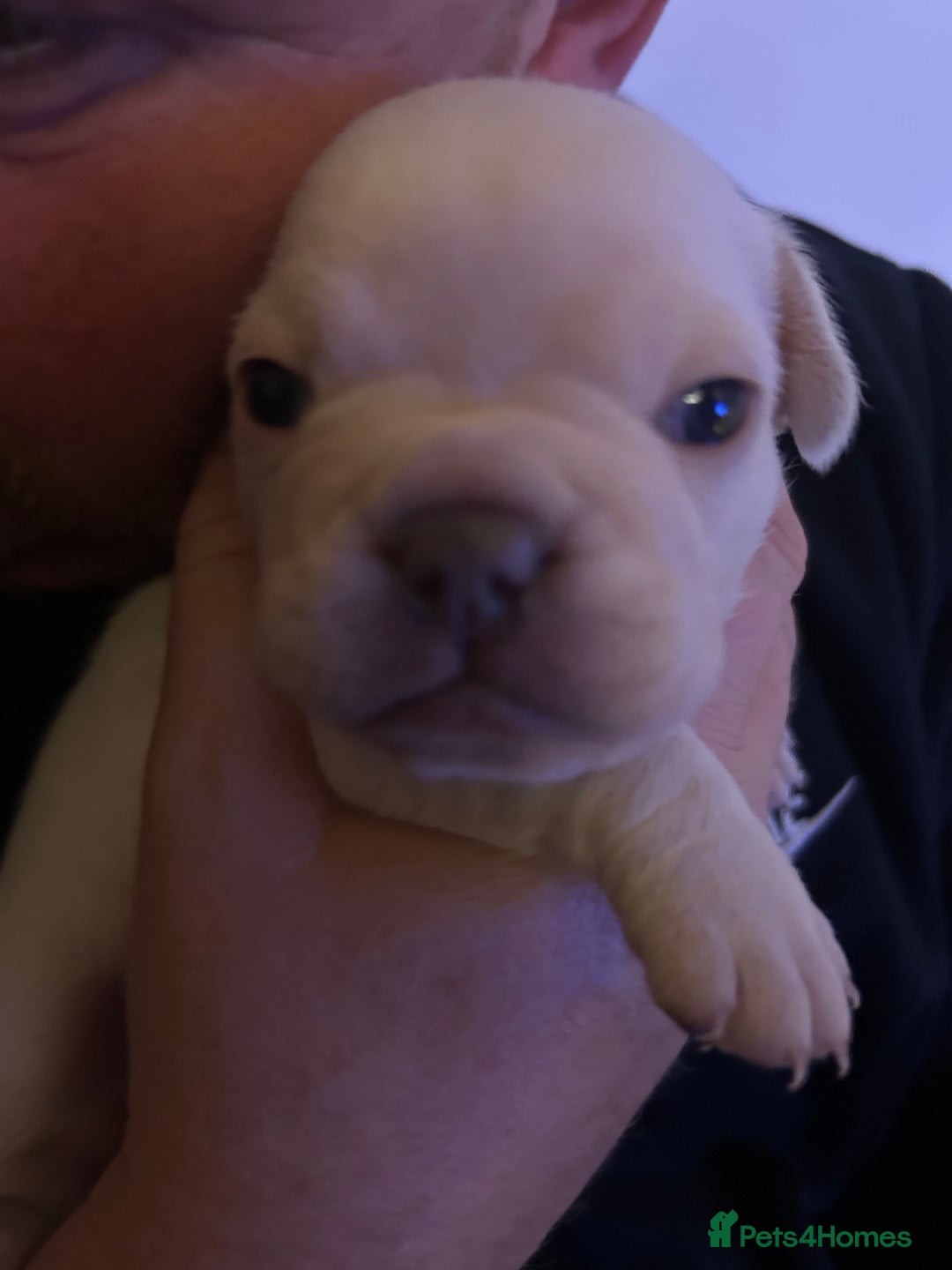 French Bulldog dogs for sale: Litter of 4 beautiful pups 🐶  - Advert 8