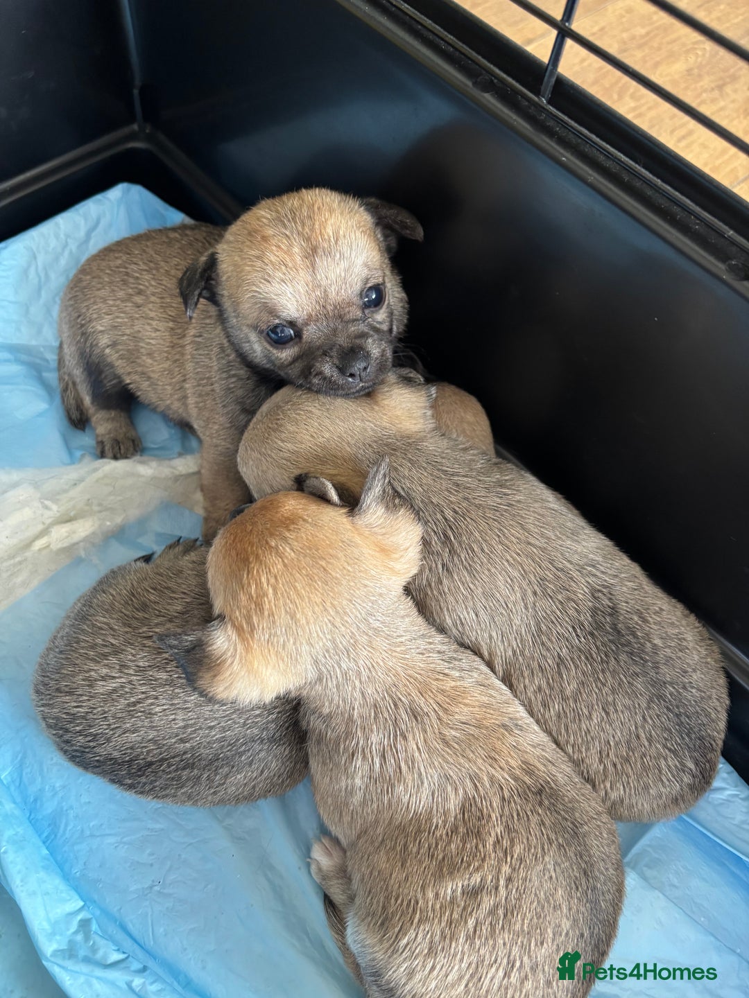 Chihuahua dogs for sale: Pure Breed Pedigree Certificated Chihuahua Puppies - Image 10