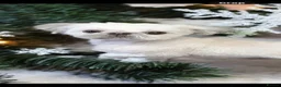Shih Tzu dogs for sale: Tiny imperial shih tzu - Advert 4