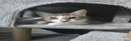 Mixed Breed cats for sale: 3 older kittens - Advert 5
