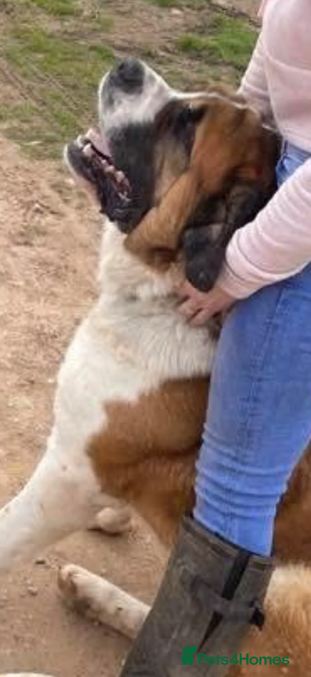Saint Bernard dogs for sale: Beautiful Saint Bernard baby bears for sale - Advert 8