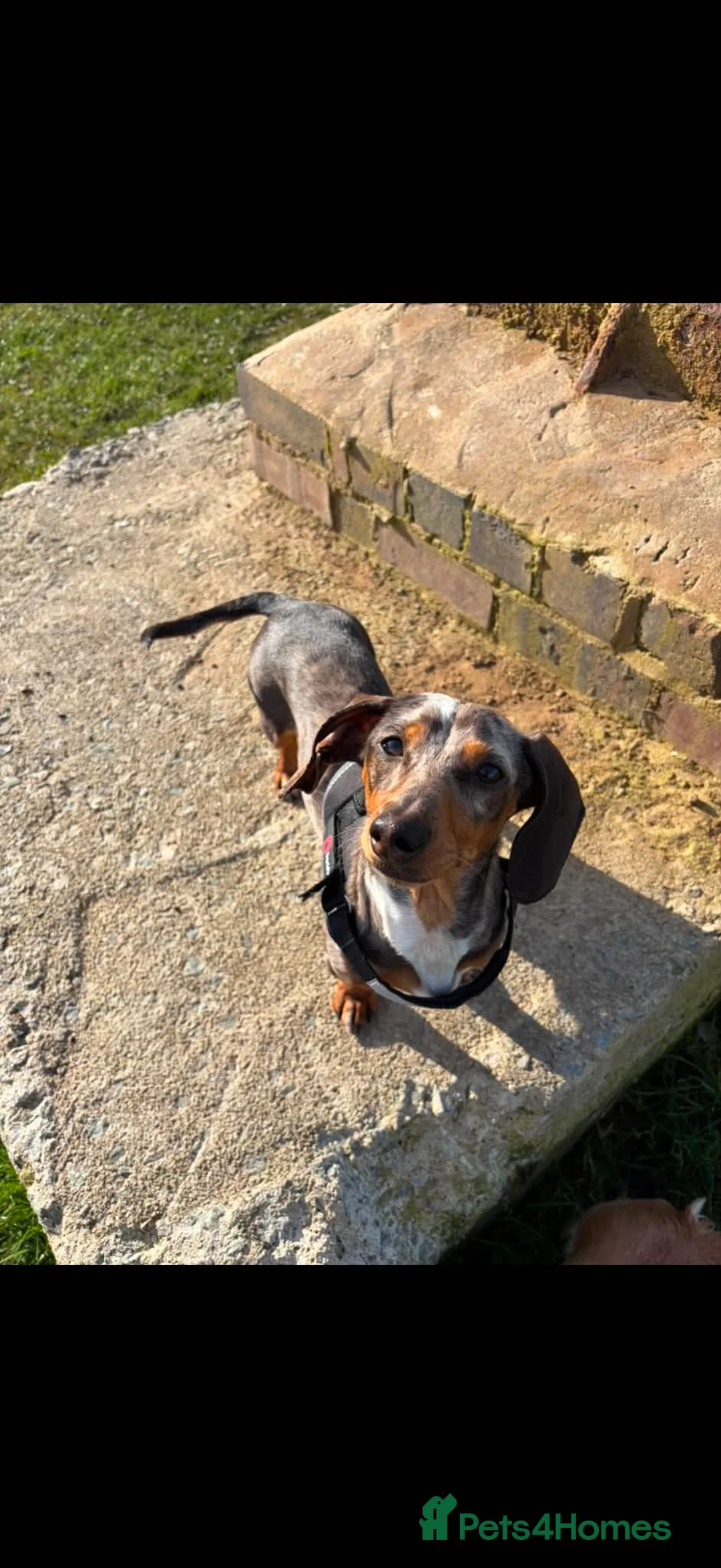 Miniature Dachshund dogs for sale: ⭐️READY NOW⭐️ Miniature Dachshund 9 week olds in Saint Helens - Advert 13
