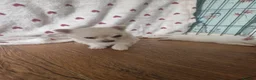 Chihuahua dogs for sale: First jab and health checked Luxury Chihuahua pups - Advert 22
