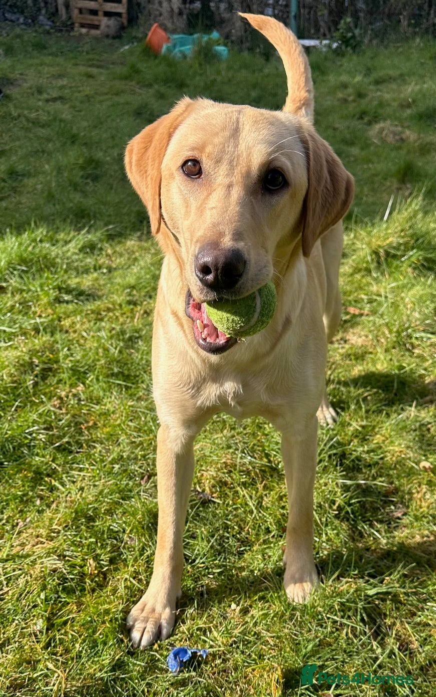 Labrador Retriever dogs 11 Month Labrador looking for a new home - Advert 8