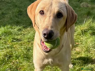 Labrador Retriever dogs 11 Month Labrador looking for a new home - Advert 8