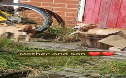 Patterjack dogs for sale: Buddy(Turtle) Patterjack puppy - Image 3