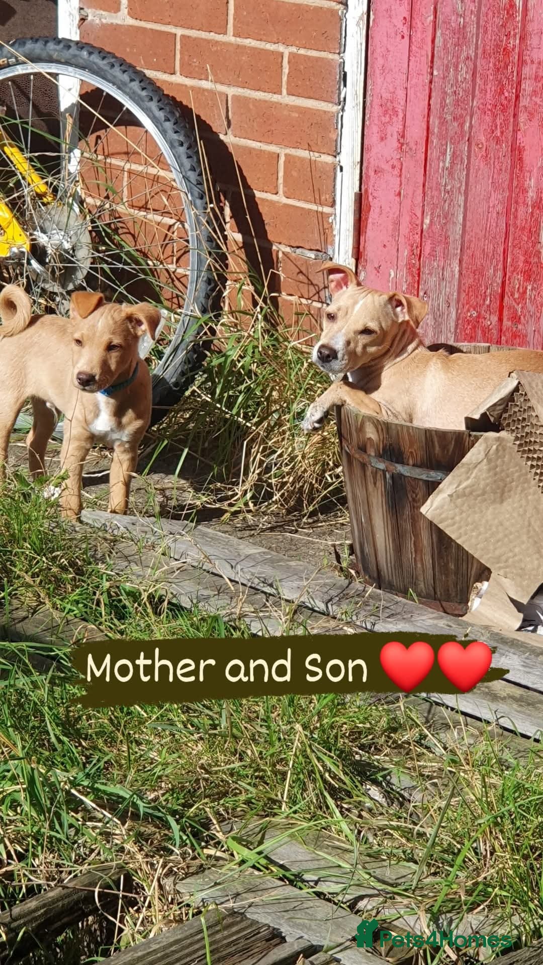 Patterjack dogs for sale: Buddy(Turtle) Patterjack puppy - Image 3