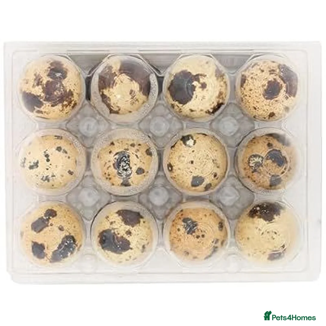 Quail poultry for sale: Quail eggs for consumption  - Advert 2