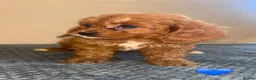 Cavapoo dogs for sale: Beautiful Cavapoo Puppies🐶❤️ - Advert 4