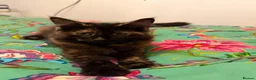 Mixed Breed cats for sale: Friendly Fluffy Tortoiseshell Girl - Advert 6