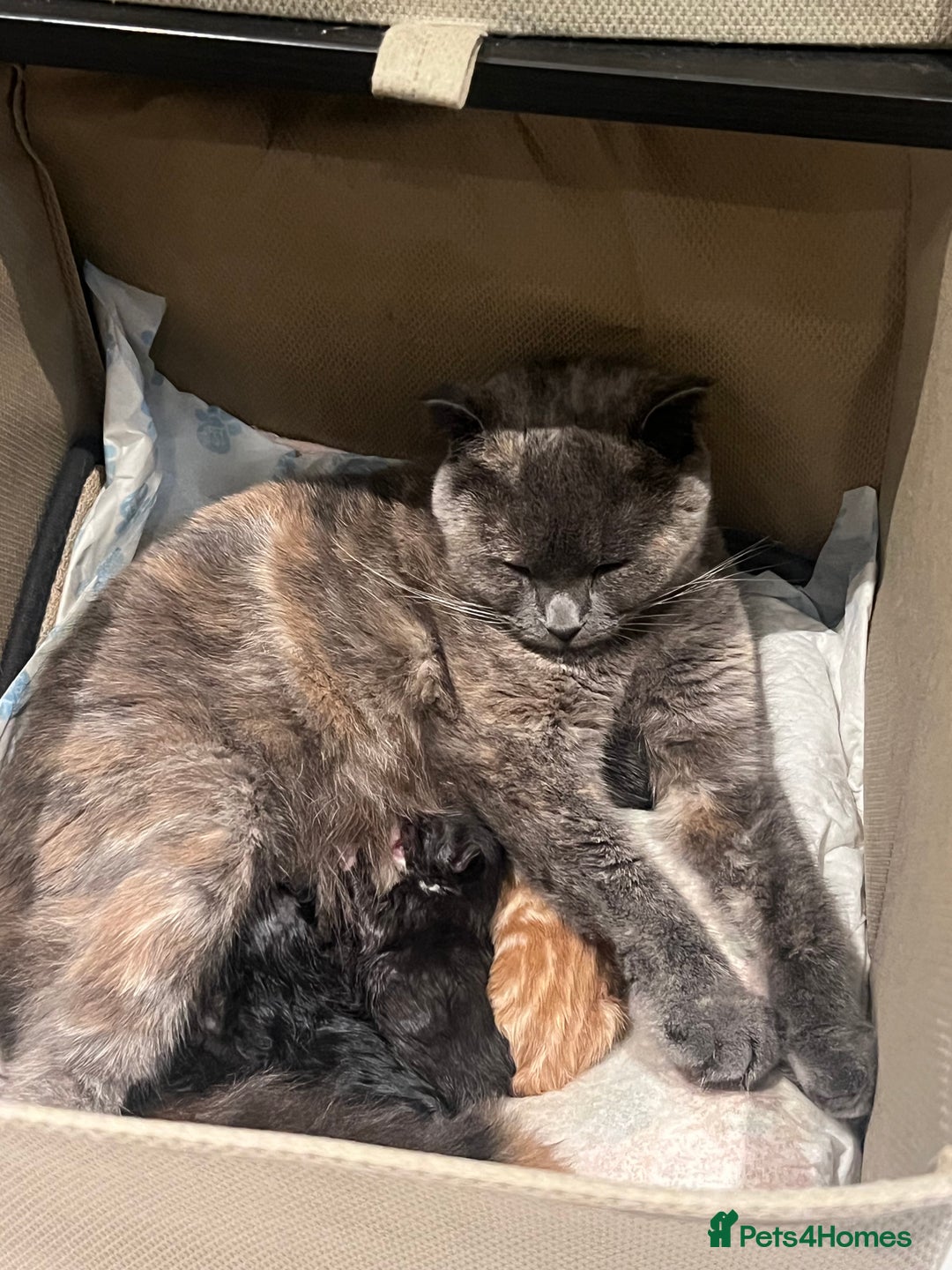 Scottish Fold cats for sale: Beautiful Scottish Fold Kittens  - Image 1