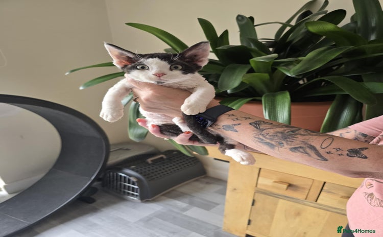Devon Rex cats - Advert 1