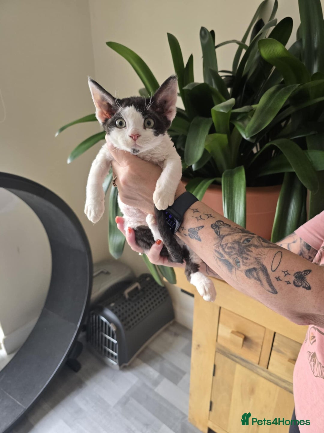 Devon Rex cats for sale: Quintelin Devon Rex - Image 1