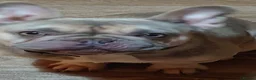 Frug dogs for sale: 3 frugs - Advert 8