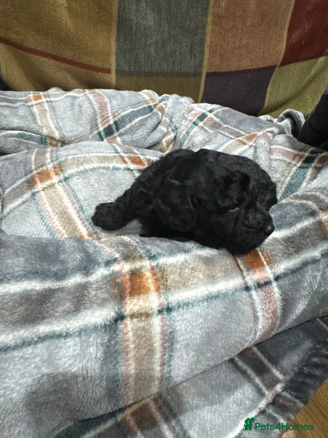Toy Poodle dogs for sale: 3 pure bred Non kc Toy poodle Puppies  - Advert 4