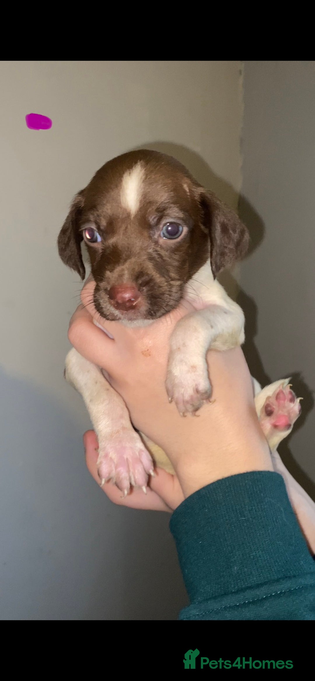 Mixed Breed dogs for sale: Pups looking for forever homes - Advert 6