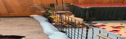 Guinea Pig rodents for sale: Guinea pig boar  - Advert 4