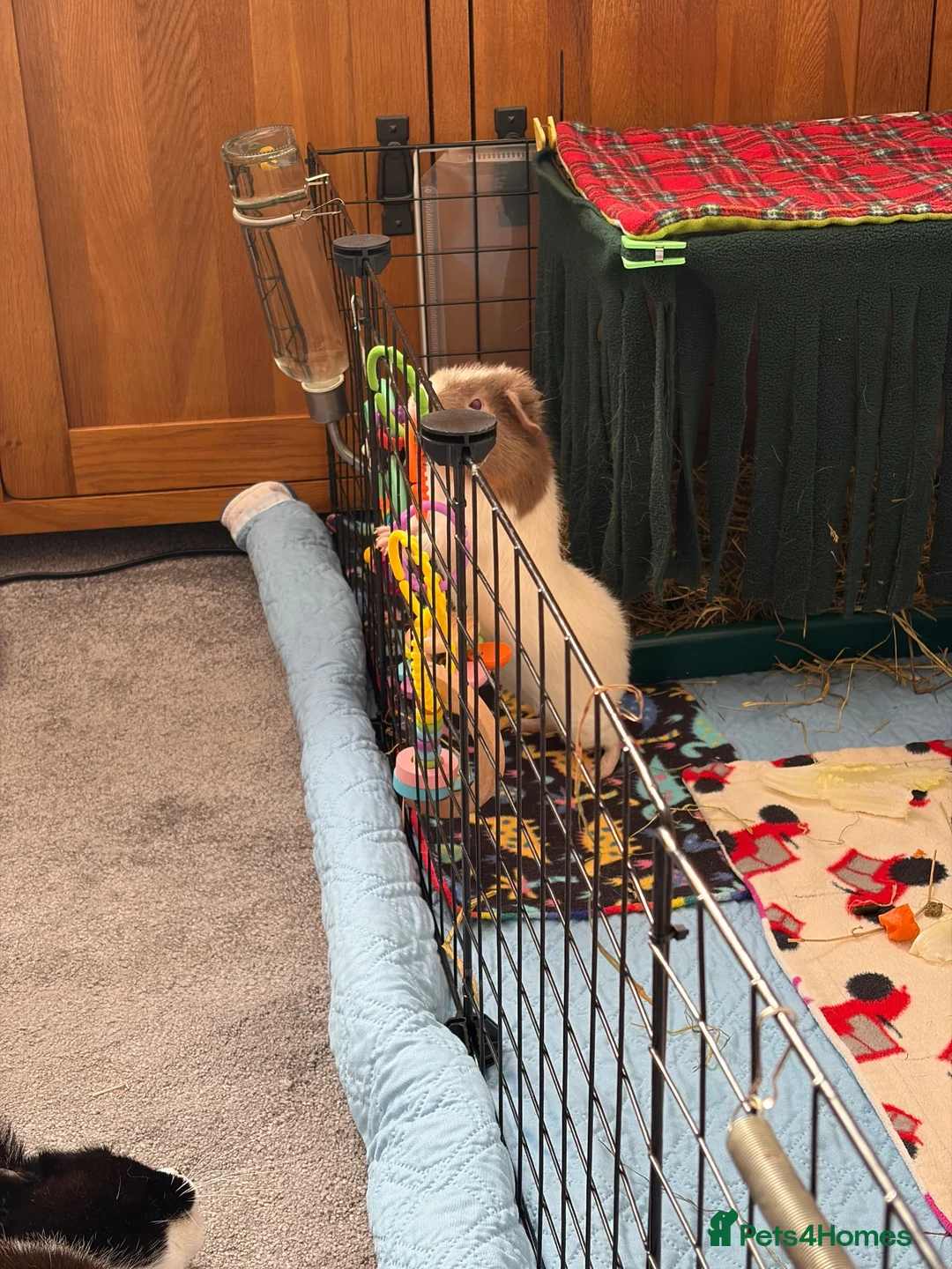 Guinea Pig rodents for sale: Guinea pig boar  - Advert 4