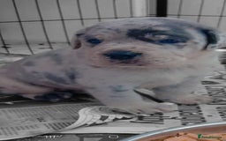 Mixed Breed dogs for sale: Beautiful Molesser Mastiff pups - Image 5