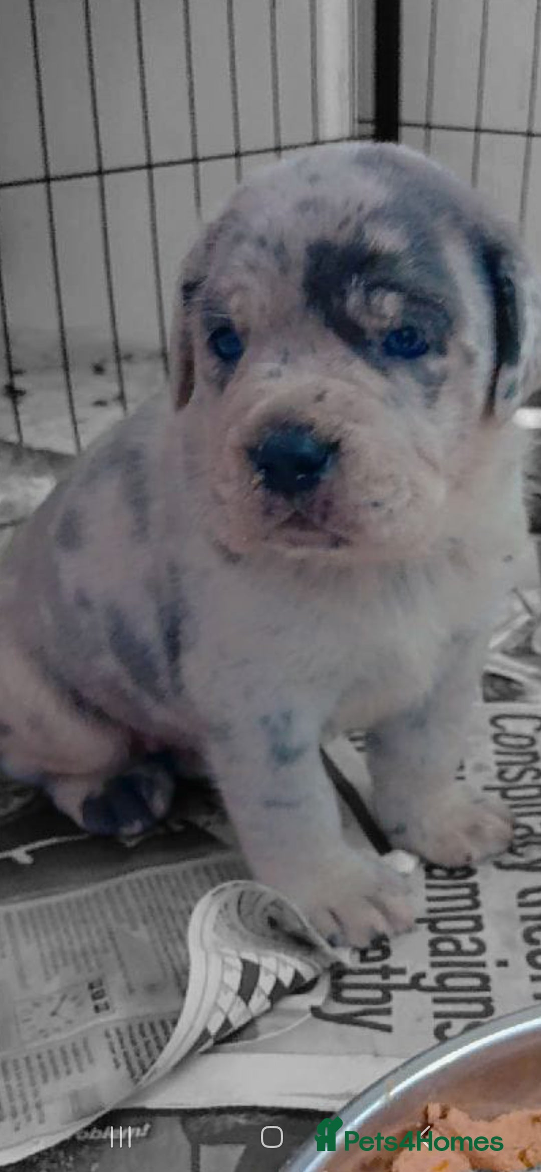 Mixed Breed dogs for sale: Beautiful Molesser Mastiff pups - Image 5