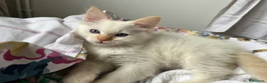 Ragdoll Kitten 2