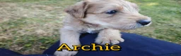 Mixed Breed dogs for sale: Loving Parsons Russell Cross Puppies  - Advert 33