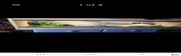 Bearded Dragon reptiles for sale: Rankin bearded dragon in Grimsby - Advert 5