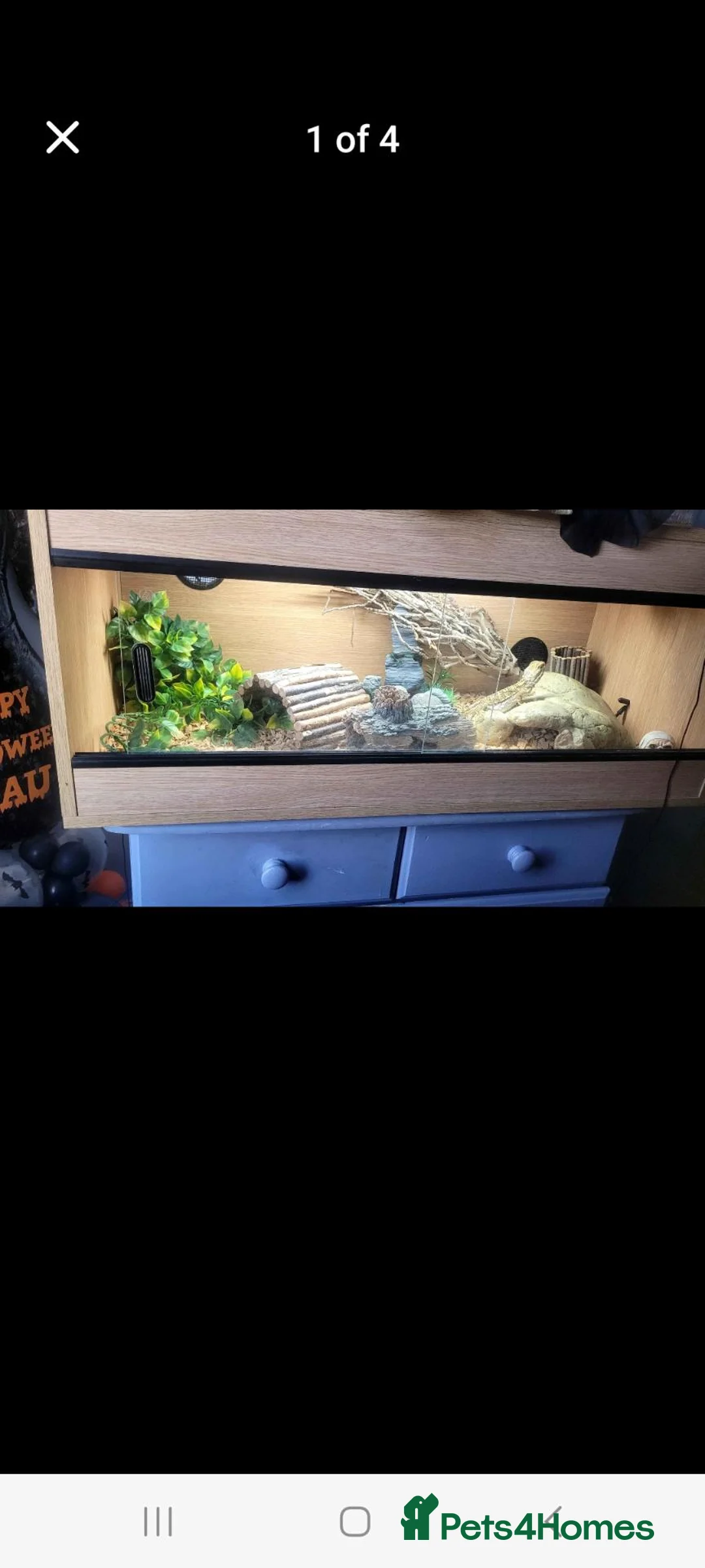 Bearded Dragon reptiles for sale: Rankin bearded dragon in Grimsby - Advert 5