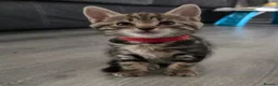 Mixed Breed cats for sale: Mixed Bread Kittens  - Advert 18