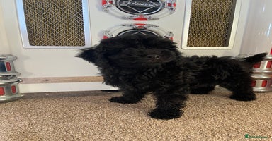 Cockapoo dogs - Advert 4