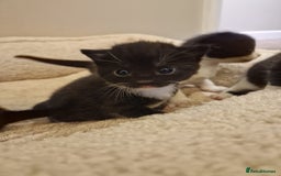 Mixed Breed cats for sale: 4 GORGEOUS BLACK AND WHITE KITTENS - Image 6