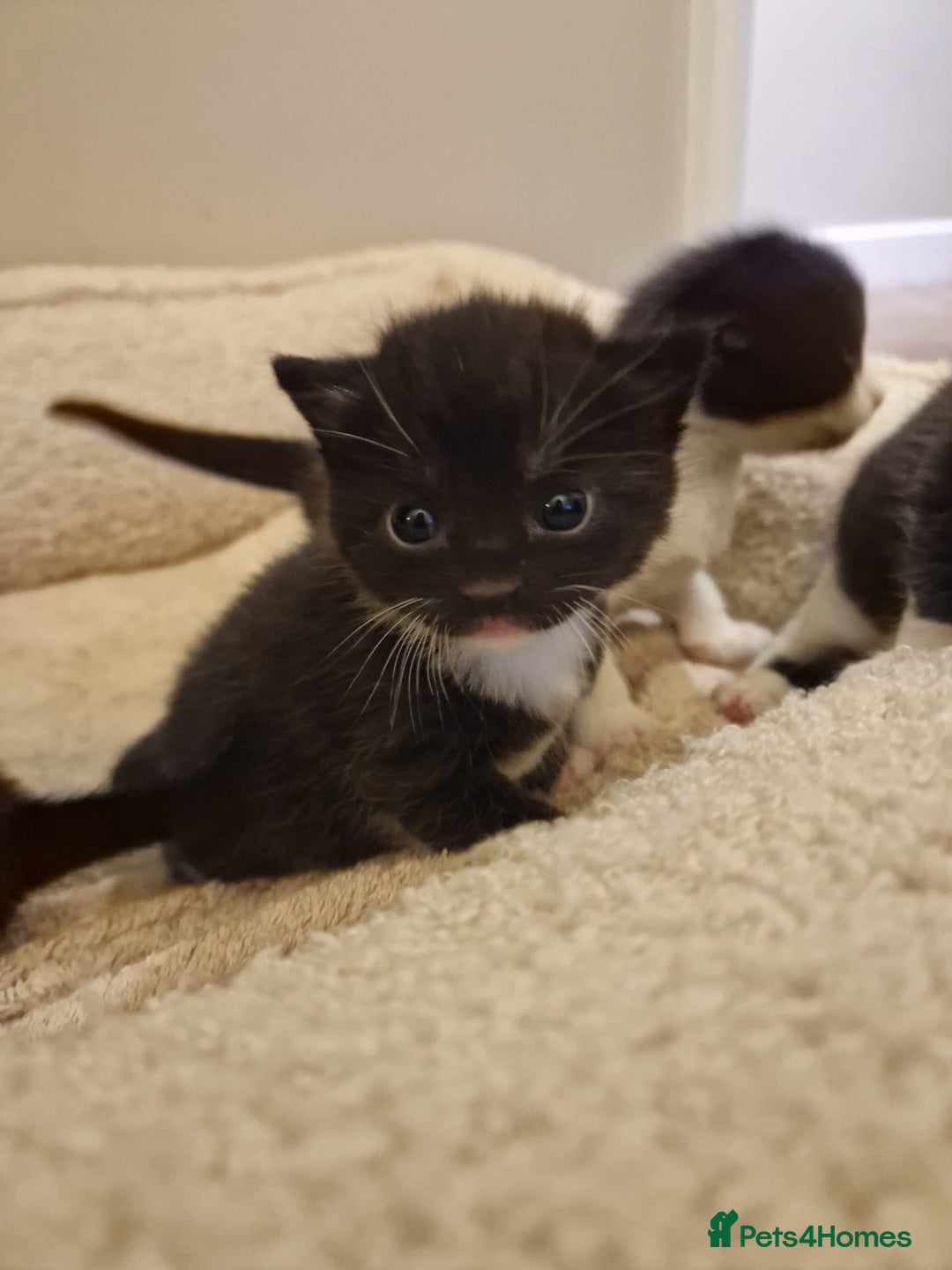 Mixed Breed cats for sale: 4 GORGEOUS BLACK AND WHITE KITTENS - Image 6