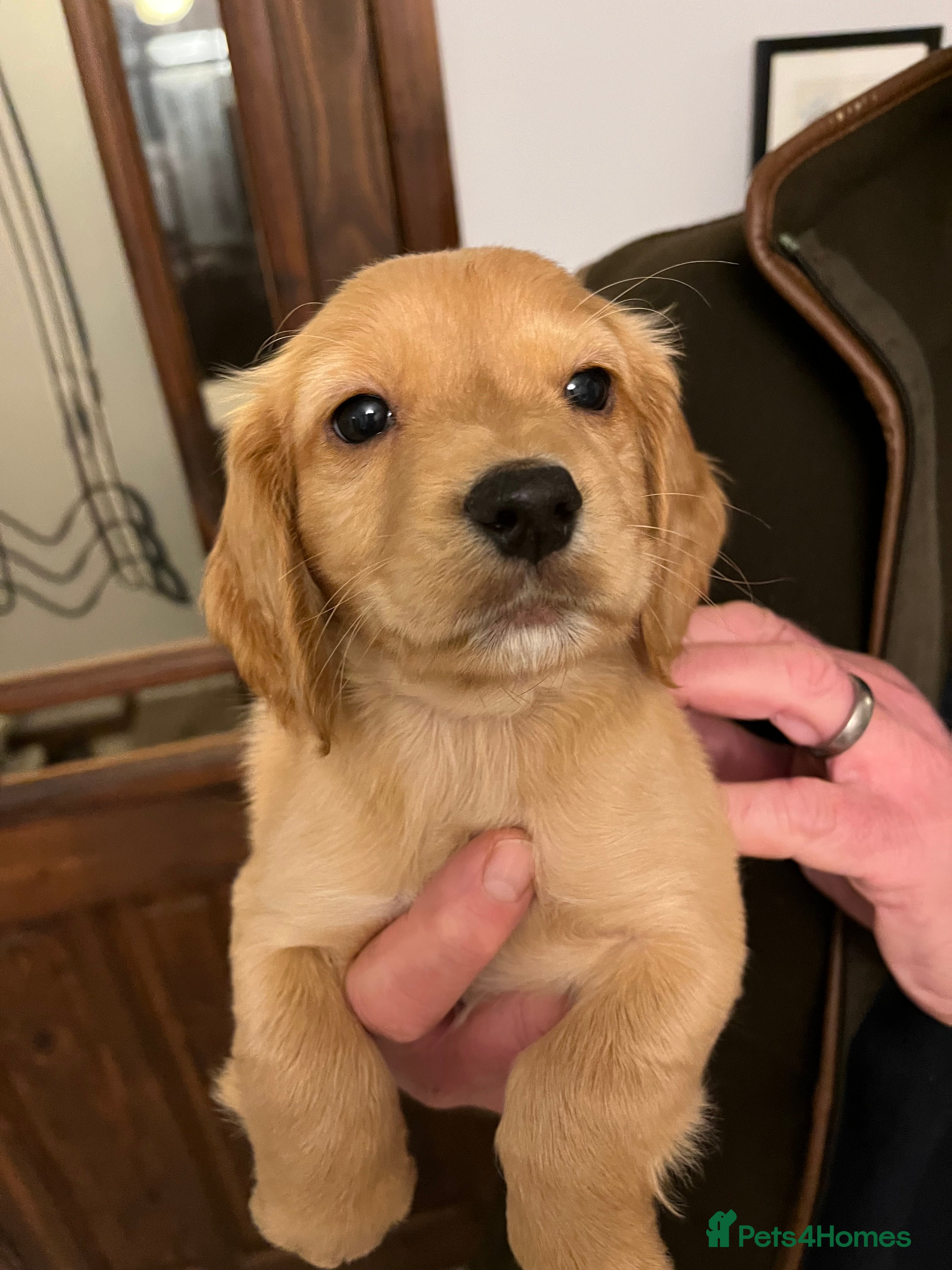 Cocker Spaniel dogs Working Cocker Spaniel Pups  - Advert 10