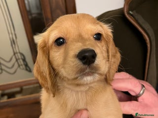 Cocker Spaniel dogs Working Cocker Spaniel Pups - Advert 1