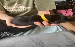 Rottweiler dogs for sale: Rottweiler  - Advert 30