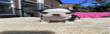 Frenchie 2