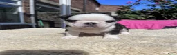 French Bulldog dogs for sale: Adorable fluffy frenchies - Advert 6