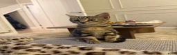 Mixed Breed cats for sale: x2 12 week old kittens (MUST GO TOGETHER) - Advert 16