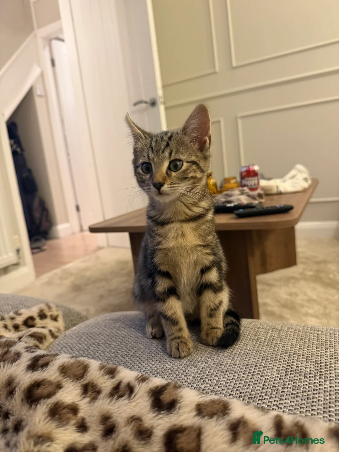 Mixed Breed cats for sale: x2 12 week old kittens (MUST GO TOGETHER) - Advert 16