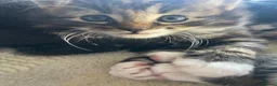 Mixed Breed cats for sale: Gorgeous Tabby and white kittens - Advert 9