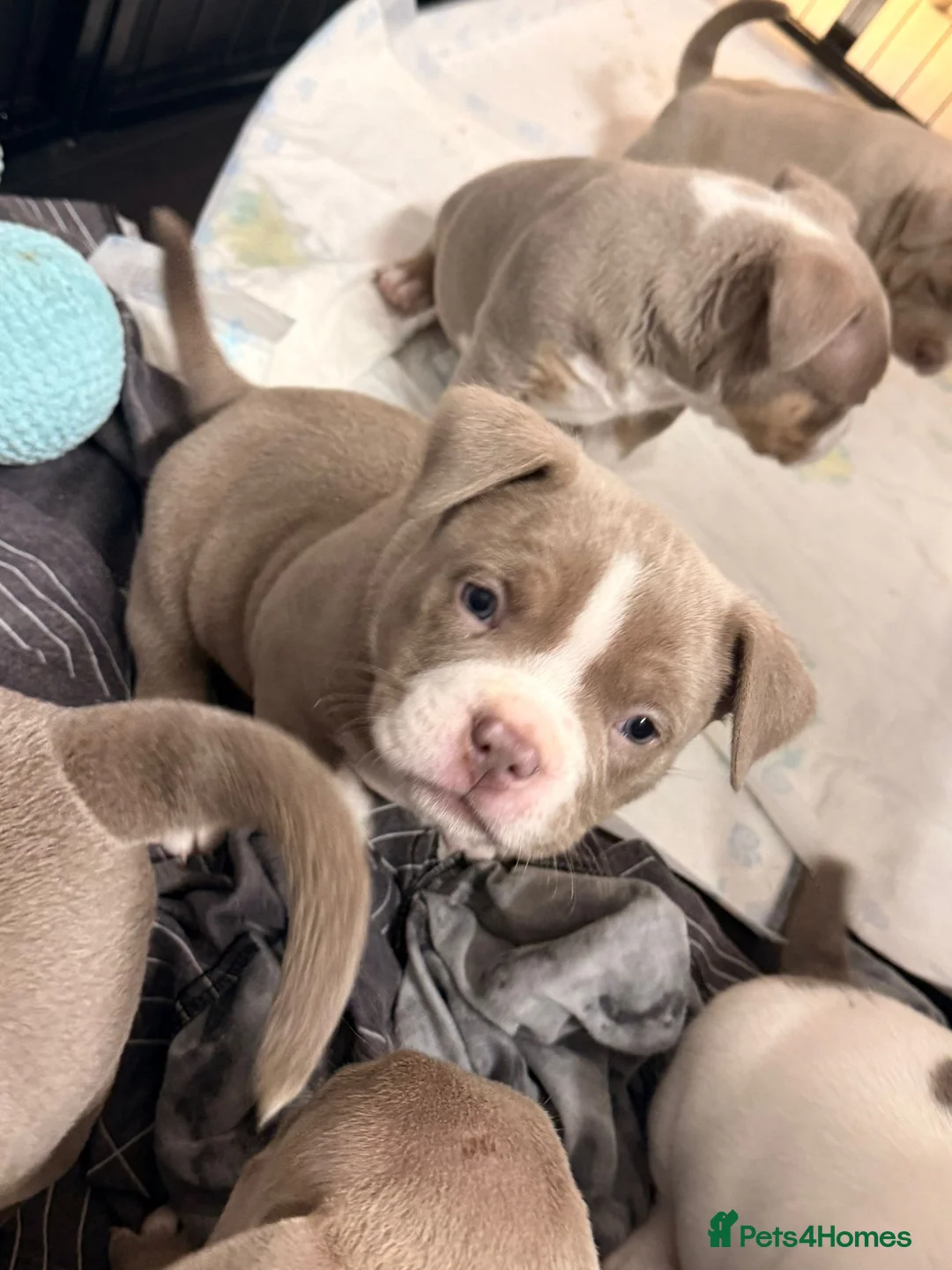 American Bully dogs for sale: American pocket bully’s 🇺🇸 🦍 - Advert 7