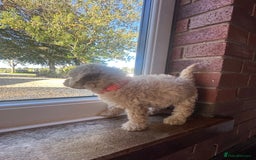 Cockapoo dogs for sale: 8 beautiful, stunning cockapoo  - Image 8