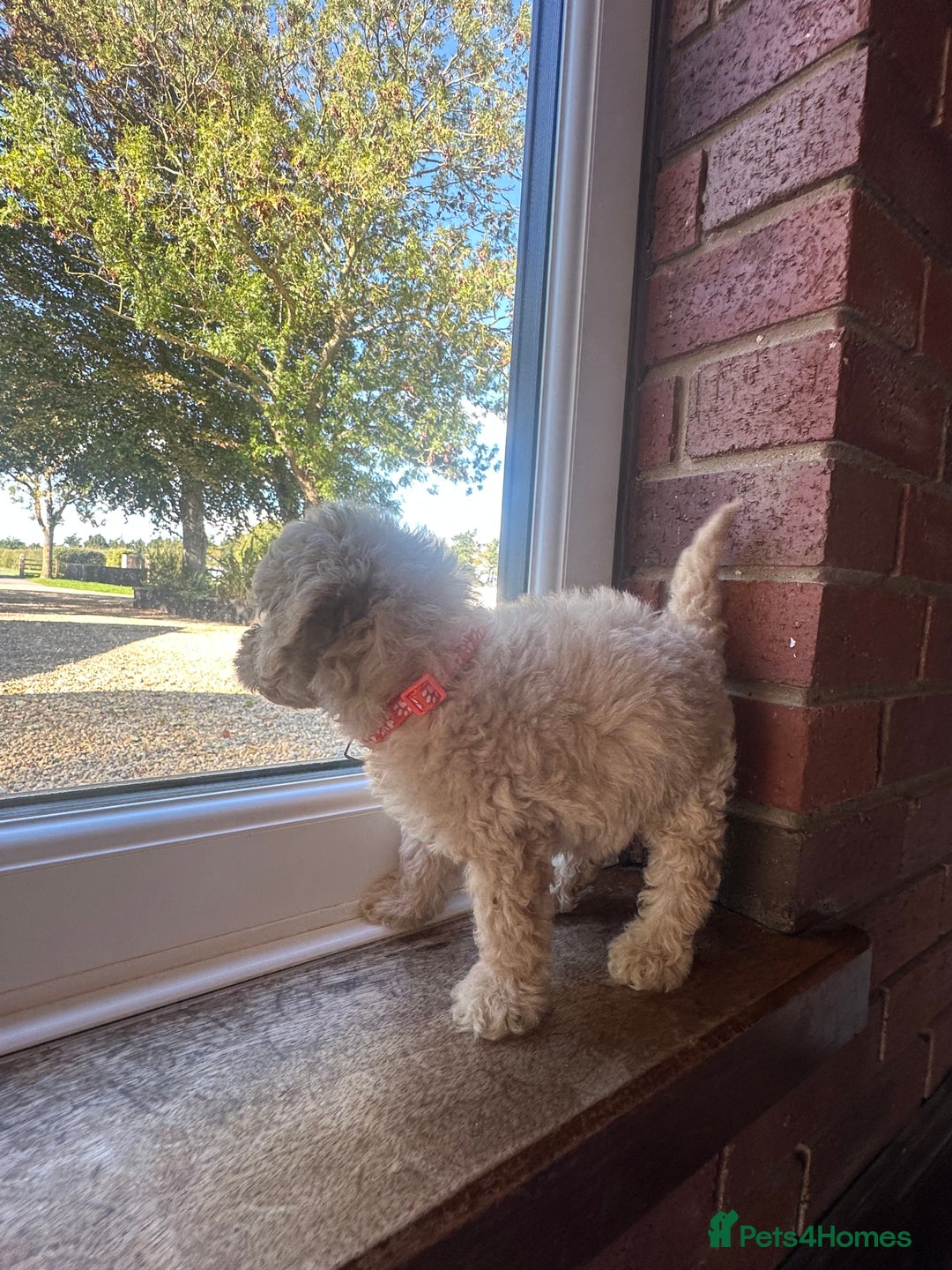 Cockapoo dogs for sale: 8 beautiful, stunning cockapoo  - Image 8