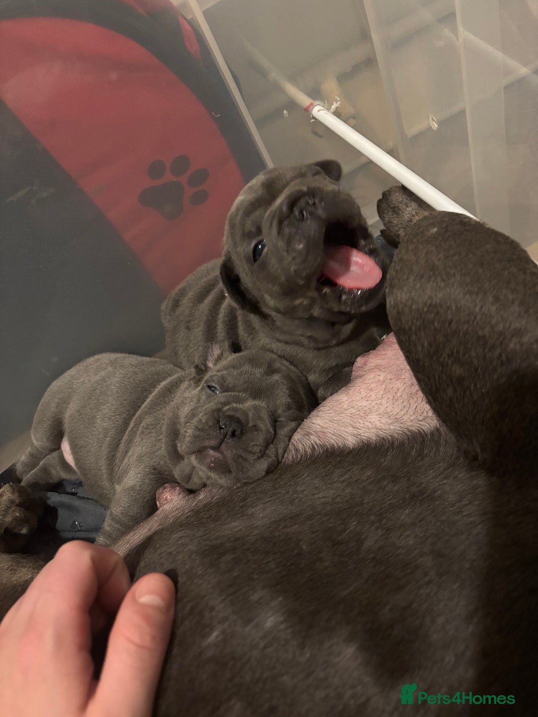 French Bulldog dogs for sale: Mini bulls - Advert 2