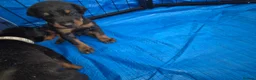 Dobermann dogs for sale: ⭐️⭐️⭐️⭐️⭐️ KC Reg European Dobermann puppies - Advert 4